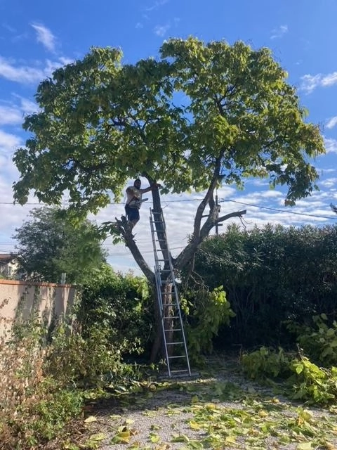 Abattage & élagage d'un grand arbre à Aucamville